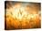 Wheat Field Against Golden Sunset, Shallow Dof-Li Ding-Stretched Canvas