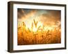 Wheat Field Against Golden Sunset, Shallow Dof-Li Ding-Framed Premium Photographic Print