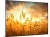 Wheat Field Against Golden Sunset, Shallow Dof-Li Ding-Mounted Premium Photographic Print