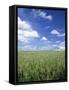 Wheat Field and Blue Sky with White Clouds in England, United Kingdom, Europe-Nigel Francis-Framed Stretched Canvas