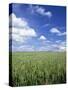 Wheat Field and Blue Sky with White Clouds in England, United Kingdom, Europe-Nigel Francis-Stretched Canvas