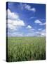 Wheat Field and Blue Sky with White Clouds in England, United Kingdom, Europe-Nigel Francis-Stretched Canvas