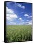 Wheat Field and Blue Sky with White Clouds in England, United Kingdom, Europe-Nigel Francis-Framed Stretched Canvas