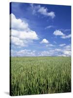 Wheat Field and Blue Sky with White Clouds in England, United Kingdom, Europe-Nigel Francis-Stretched Canvas