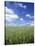 Wheat Field and Blue Sky with White Clouds in England, United Kingdom, Europe-Nigel Francis-Stretched Canvas