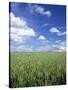 Wheat Field and Blue Sky with White Clouds in England, United Kingdom, Europe-Nigel Francis-Stretched Canvas