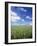 Wheat Field and Blue Sky with White Clouds in England, United Kingdom, Europe-Nigel Francis-Framed Photographic Print