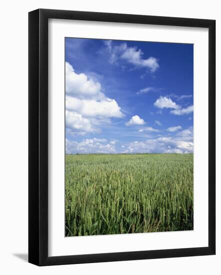 Wheat Field and Blue Sky with White Clouds in England, United Kingdom, Europe-Nigel Francis-Framed Photographic Print