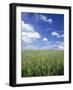 Wheat Field and Blue Sky with White Clouds in England, United Kingdom, Europe-Nigel Francis-Framed Photographic Print