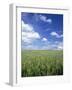 Wheat Field and Blue Sky with White Clouds in England, United Kingdom, Europe-Nigel Francis-Framed Photographic Print