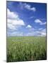 Wheat Field and Blue Sky with White Clouds in England, United Kingdom, Europe-Nigel Francis-Mounted Photographic Print