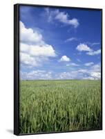 Wheat Field and Blue Sky with White Clouds in England, United Kingdom, Europe-Nigel Francis-Framed Photographic Print