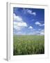 Wheat Field and Blue Sky with White Clouds in England, United Kingdom, Europe-Nigel Francis-Framed Photographic Print