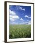Wheat Field and Blue Sky with White Clouds in England, United Kingdom, Europe-Nigel Francis-Framed Photographic Print