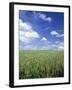 Wheat Field and Blue Sky with White Clouds in England, United Kingdom, Europe-Nigel Francis-Framed Photographic Print