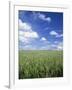 Wheat Field and Blue Sky with White Clouds in England, United Kingdom, Europe-Nigel Francis-Framed Photographic Print