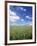 Wheat Field and Blue Sky with White Clouds in England, United Kingdom, Europe-Nigel Francis-Framed Photographic Print