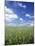 Wheat Field and Blue Sky with White Clouds in England, United Kingdom, Europe-Nigel Francis-Mounted Photographic Print