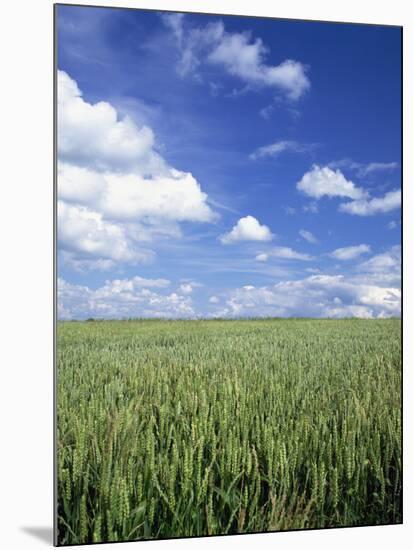 Wheat Field and Blue Sky with White Clouds in England, United Kingdom, Europe-Nigel Francis-Mounted Photographic Print