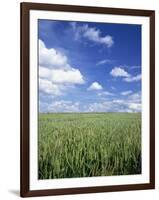 Wheat Field and Blue Sky with White Clouds in England, United Kingdom, Europe-Nigel Francis-Framed Photographic Print