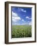 Wheat Field and Blue Sky with White Clouds in England, United Kingdom, Europe-Nigel Francis-Framed Photographic Print