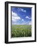 Wheat Field and Blue Sky with White Clouds in England, United Kingdom, Europe-Nigel Francis-Framed Photographic Print