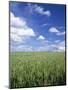 Wheat Field and Blue Sky with White Clouds in England, United Kingdom, Europe-Nigel Francis-Mounted Photographic Print