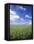 Wheat Field and Blue Sky with White Clouds in England, United Kingdom, Europe-Nigel Francis-Framed Stretched Canvas