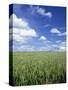 Wheat Field and Blue Sky with White Clouds in England, United Kingdom, Europe-Nigel Francis-Stretched Canvas