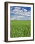 Wheat field and drive lined by stately cypress trees, Tuscany, Italy-Adam Jones-Framed Photographic Print