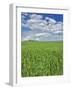 Wheat field and drive lined by stately cypress trees, Tuscany, Italy-Adam Jones-Framed Photographic Print