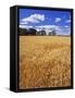 Wheat Field and Oak Trees-Steve Terrill-Framed Stretched Canvas