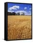 Wheat Field and Oak Trees-Steve Terrill-Framed Stretched Canvas