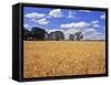 Wheat Field and Oak Trees-Steve Terrill-Framed Stretched Canvas