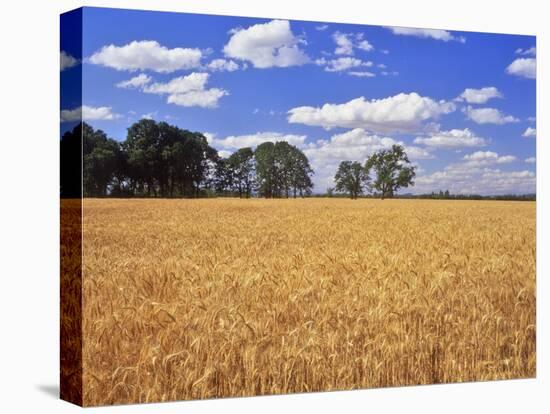 Wheat Field and Oak Trees-Steve Terrill-Stretched Canvas