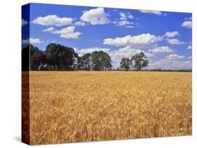 Wheat Field and Oak Trees-Steve Terrill-Stretched Canvas