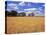 Wheat Field and Oak Trees-Steve Terrill-Stretched Canvas