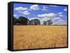 Wheat Field and Oak Trees-Steve Terrill-Framed Stretched Canvas