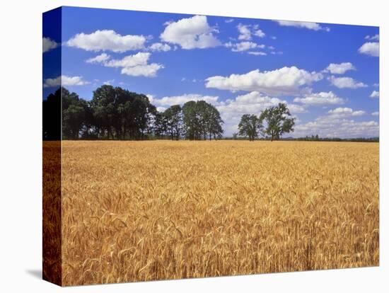 Wheat Field and Oak Trees-Steve Terrill-Stretched Canvas