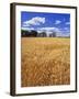 Wheat Field and Oak Trees-Steve Terrill-Framed Photographic Print