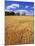 Wheat Field and Oak Trees-Steve Terrill-Mounted Photographic Print