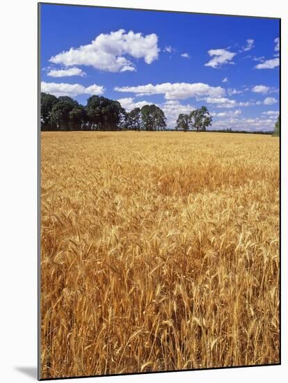 Wheat Field and Oak Trees-Steve Terrill-Mounted Photographic Print