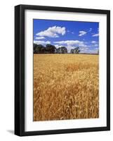 Wheat Field and Oak Trees-Steve Terrill-Framed Photographic Print