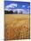 Wheat Field and Oak Trees-Steve Terrill-Mounted Photographic Print