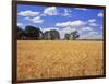 Wheat Field and Oak Trees-Steve Terrill-Framed Photographic Print