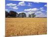 Wheat Field and Oak Trees-Steve Terrill-Mounted Photographic Print