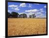 Wheat Field and Oak Trees-Steve Terrill-Framed Photographic Print