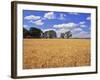 Wheat Field and Oak Trees-Steve Terrill-Framed Photographic Print