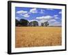 Wheat Field and Oak Trees-Steve Terrill-Framed Photographic Print