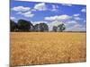 Wheat Field and Oak Trees-Steve Terrill-Mounted Photographic Print